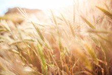 Grundst�ck Grundst�ck zur Landwirtschaftlichen Nutzung in Lauchhammer